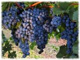 Vand struguri: Merlot