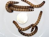 vand superworms mari , 0,2 lei bucata