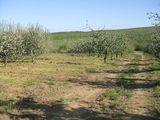 vand teren 3x500 mp paleu/bihor