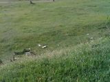Vand teren in mun BARLAD, zona liceului Mihail Eminescu