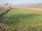 Vand teren intravilan in sat Cheia