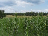 Vand teren(zona de vis)aplasat langa terenul de crichet