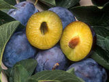 Vand TUICA DE PRUNE 100% NATURALA