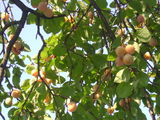 Vand tuica de prune