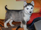 vand urgent catelusa husky