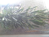 VAND URGENT DRACENA