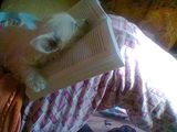 Vand URGENT pui catel Westie