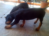 Vand urgent pui doberman