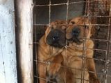 Vand urgent Sharpei.