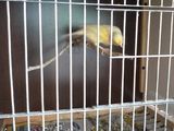 Vand urgenu Canari