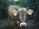 vand vaca de rasa
