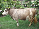 vand vaca holstein