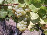vand vin nobil