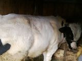 Vand vitel,taur 3.300 ron