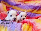 vand West alb Terrier ,mascul/femela, rasa pura