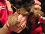Vand Yorkshire Terrier Toy
