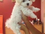 Vandurgent fetita bichon maltese pret bun