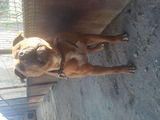 vant pitbull
