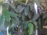 vanzare ficus