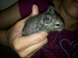 Veverite degu