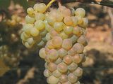 Vin alb de