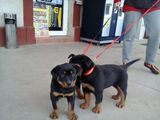 vind  catei  rotweiler