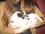vind catelus Bichon