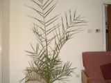 Vind curmal