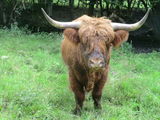 Vindem taurasi rasa Scottish Highland