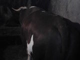 vitel baltat romanesc