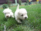 westie 2 fetite