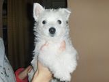 Westie de vanzare