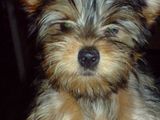 YORKI !!! YorkshireTerrierToy