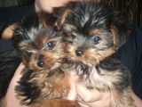 Yorkie Terrier 2 Fetite