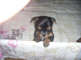Yorkie Terrier