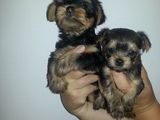 yorkshire terrier