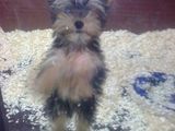 Yorkshire terrier mascul