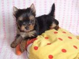 Yorkshire Terrier mini toy foarte frumosi