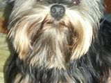 yorky 1 an pt imperechere